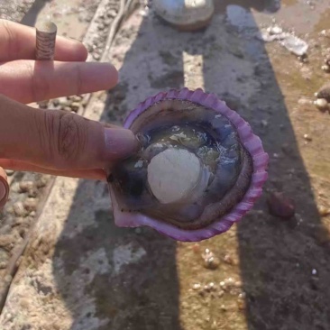 小红贝
