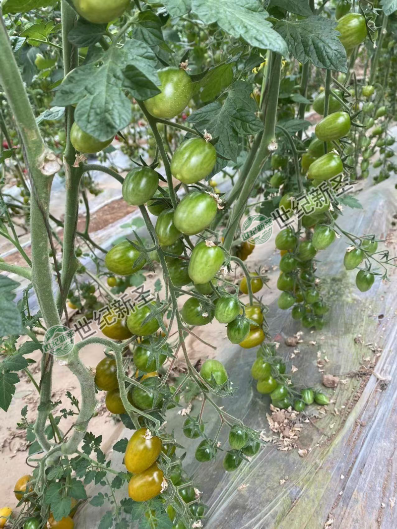 樱桃番茄苗糖度高口感佳耐运输不裂果甜如蜜