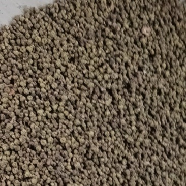 吴茱萸