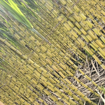 黄金水果甘蔗