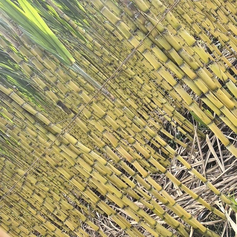 黄金水果甘蔗