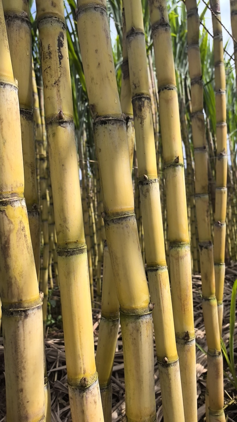 黄金水果甘蔗