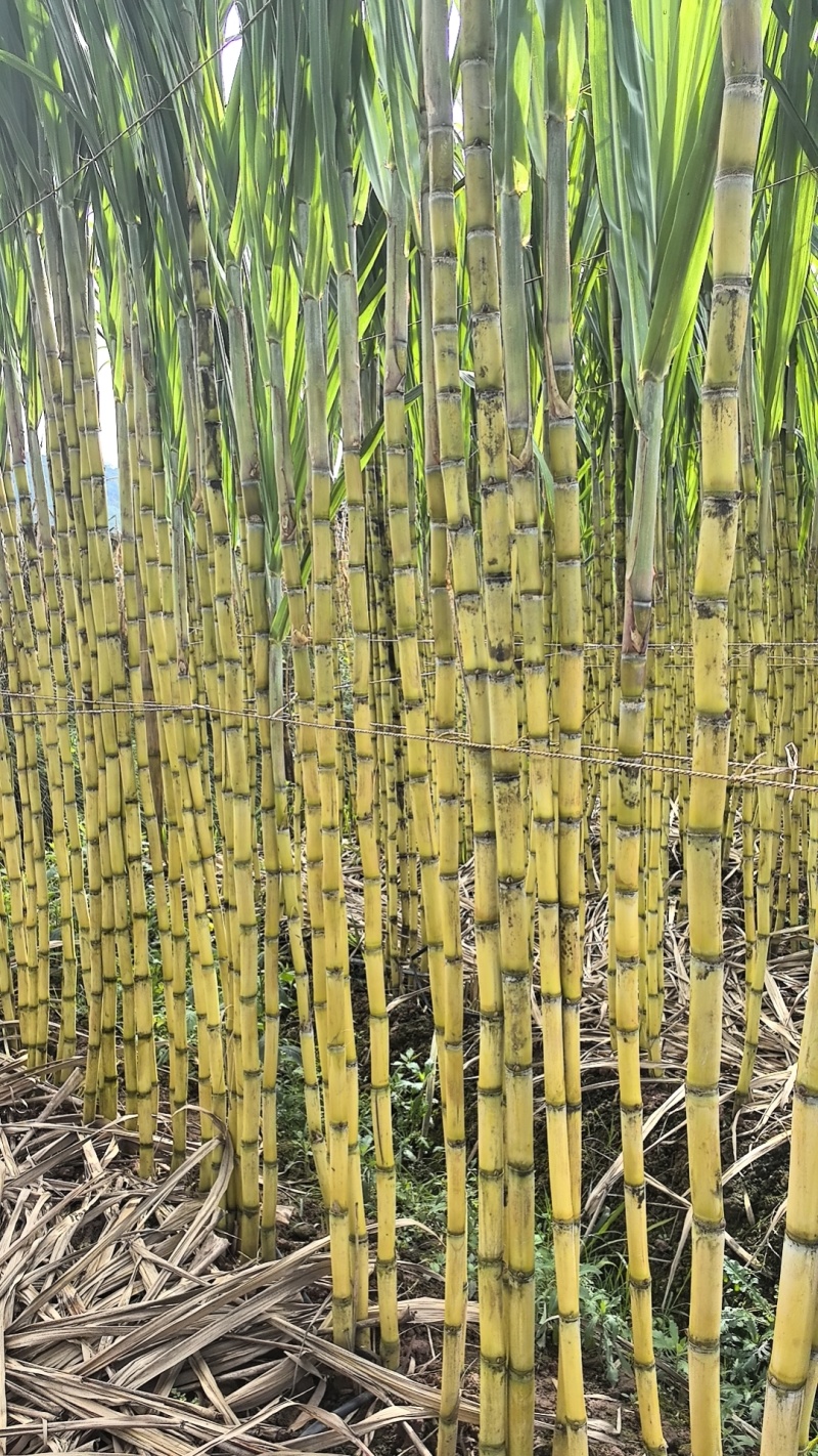 黄金水果甘蔗