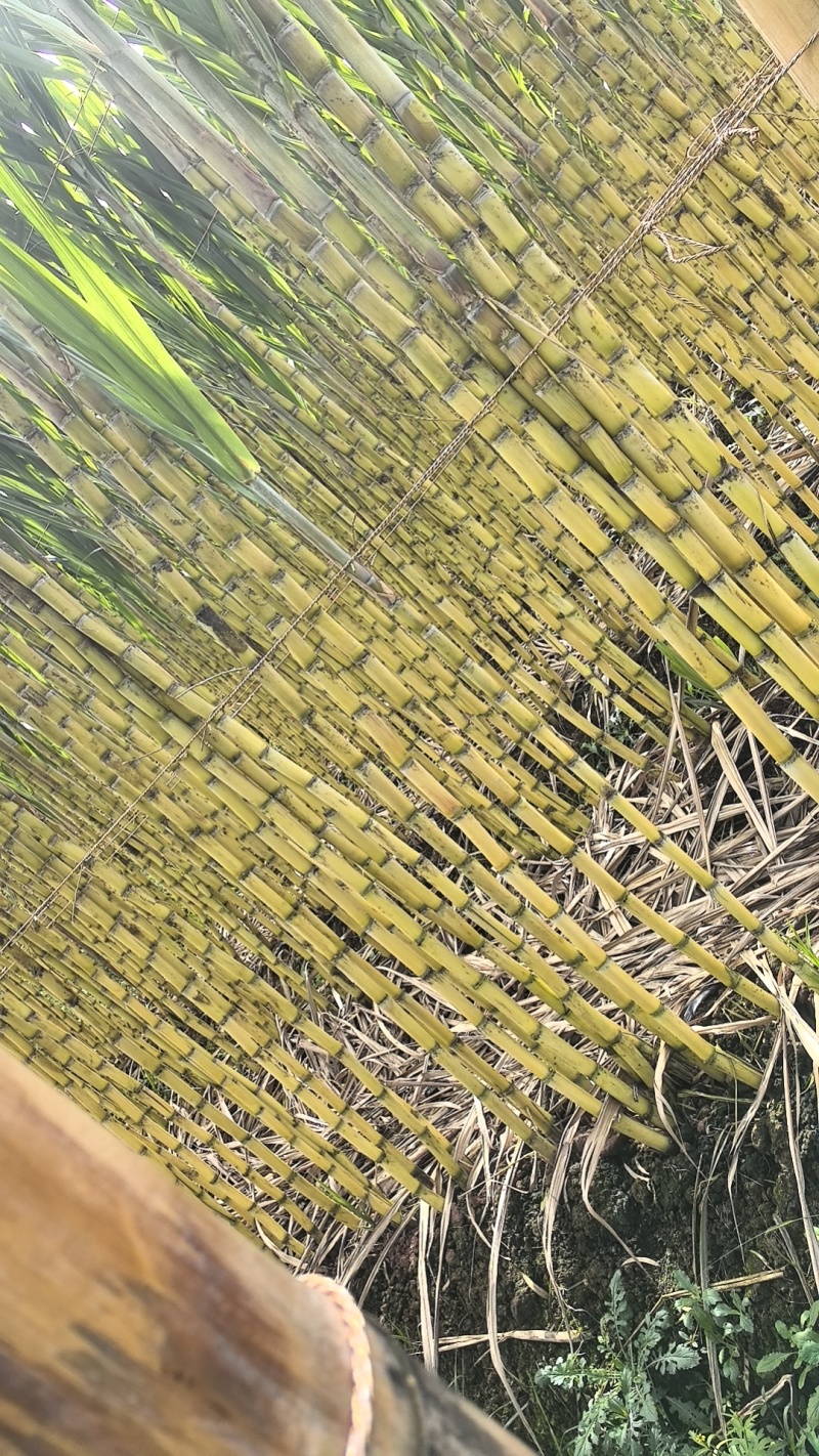黄金水果甘蔗