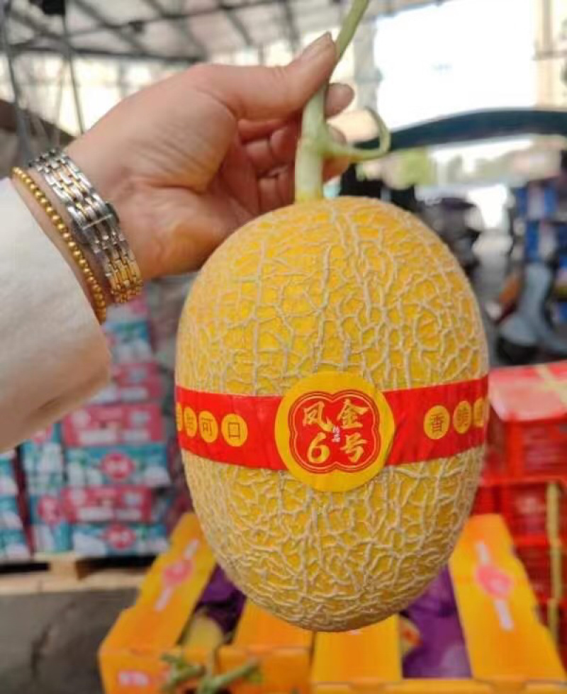 新疆凤金6号哈密瓜黄金哈密瓜产地直发可视频看货