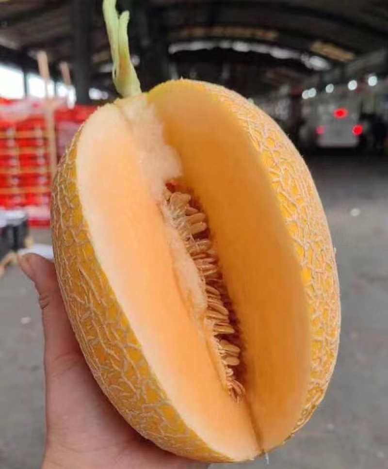新疆凤金6号哈密瓜黄金哈密瓜产地直发可视频看货