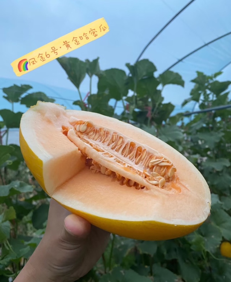 新疆凤金6号哈密瓜黄金哈密瓜产地直发可视频看货