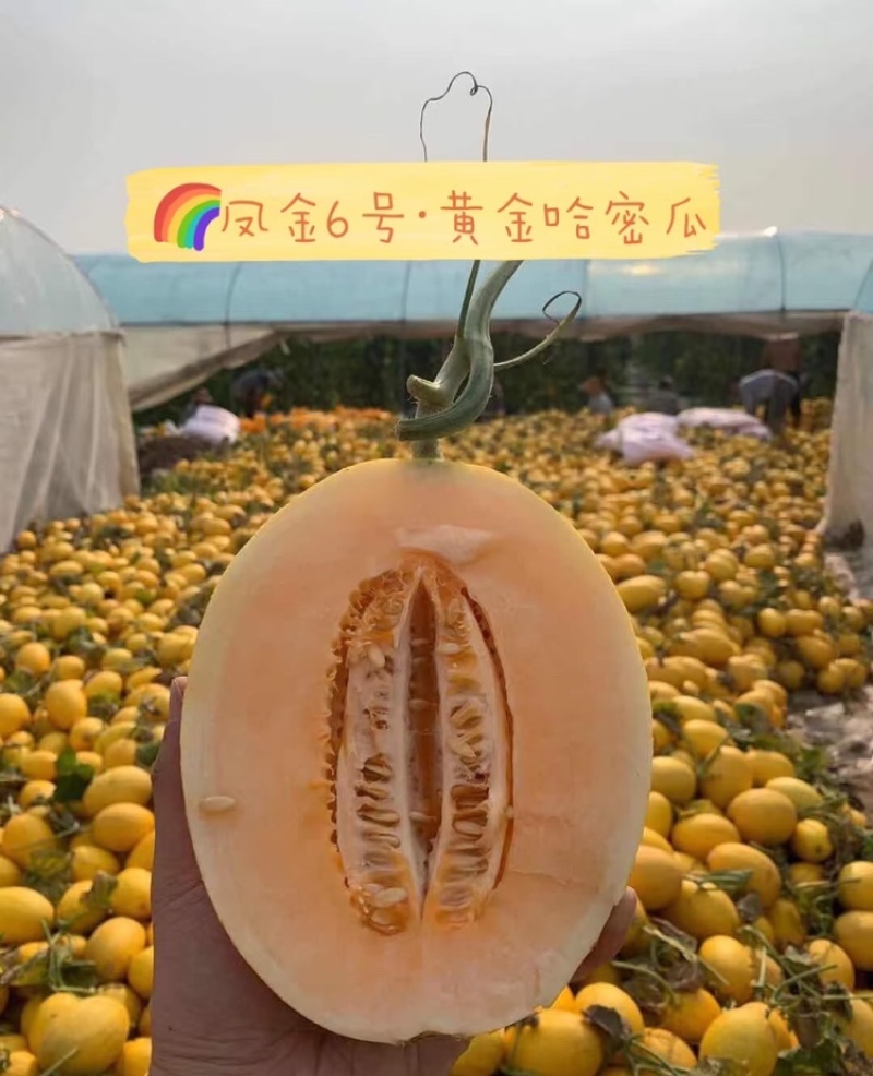 新疆凤金6号哈密瓜黄金哈密瓜产地直发可视频看货