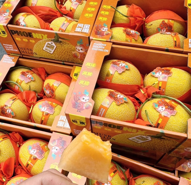 新疆凤金6号哈密瓜黄金哈密瓜产地直发可视频看货