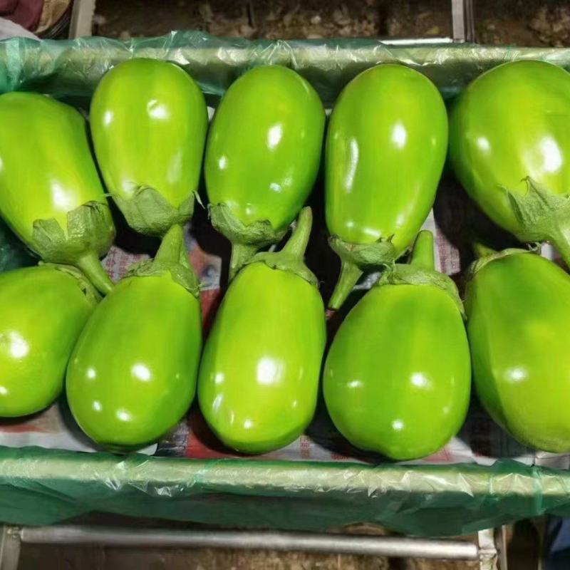 茄子苗，灯泡茄，紫鄂长茄苗，绿鄂长茄子，圆茄苗，支持全国