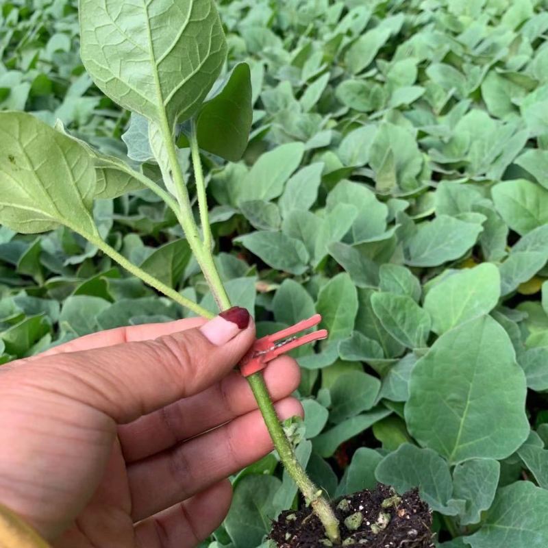 茄子苗，灯泡茄，紫鄂长茄苗，绿鄂长茄子，圆茄苗，支持全国