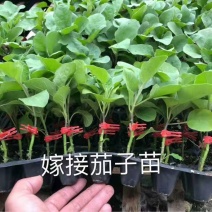 茄子苗，灯泡茄，紫鄂长茄苗，绿鄂长茄子，圆茄苗，支持全国