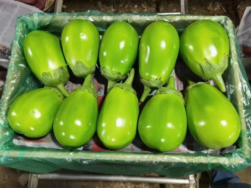 茄子苗，灯泡茄，紫鄂长茄苗，绿鄂长茄子，圆茄苗，支持全国