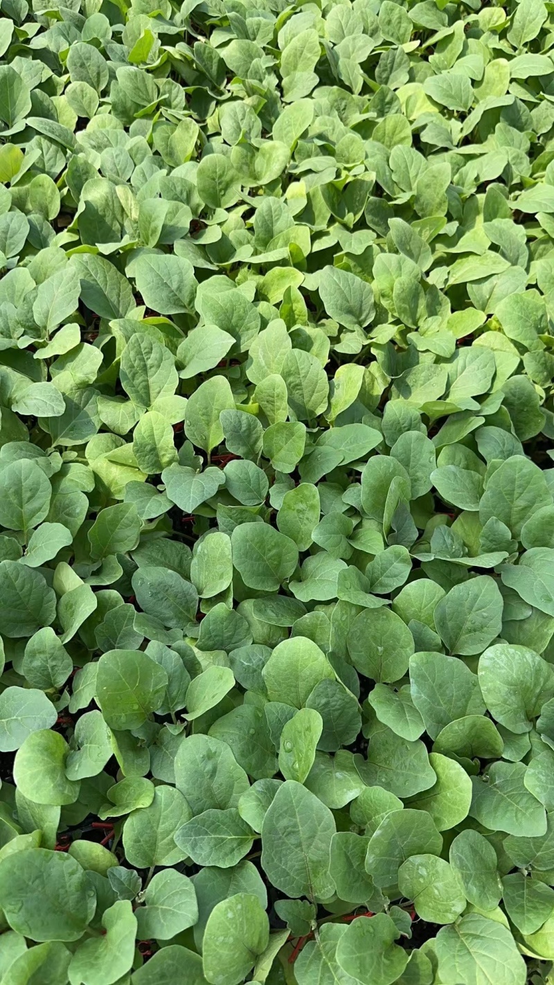 茄子苗，灯泡茄，紫鄂长茄苗，绿鄂长茄子，圆茄苗，支持全国