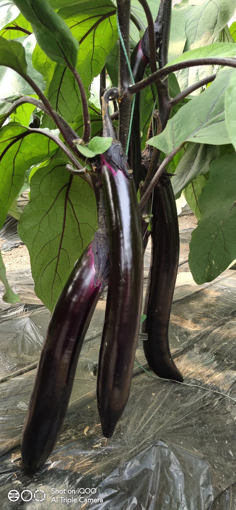 茄子苗，灯泡茄，紫鄂长茄苗，绿鄂长茄子，圆茄苗，支持全国