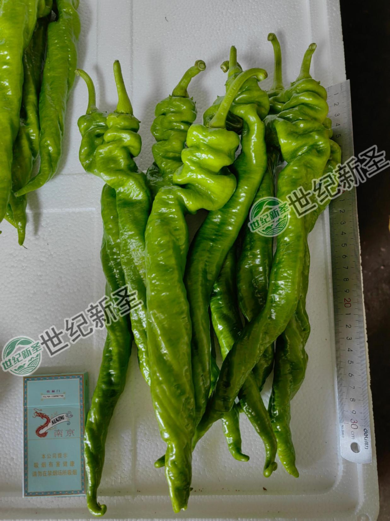 辣椒苗螺丝椒苗免费技术指导成活率高抗病性强产量高基地直发