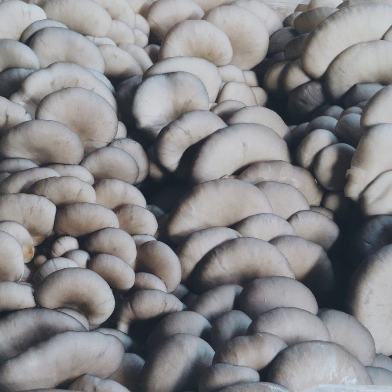 万雨食用菌批发电话***********