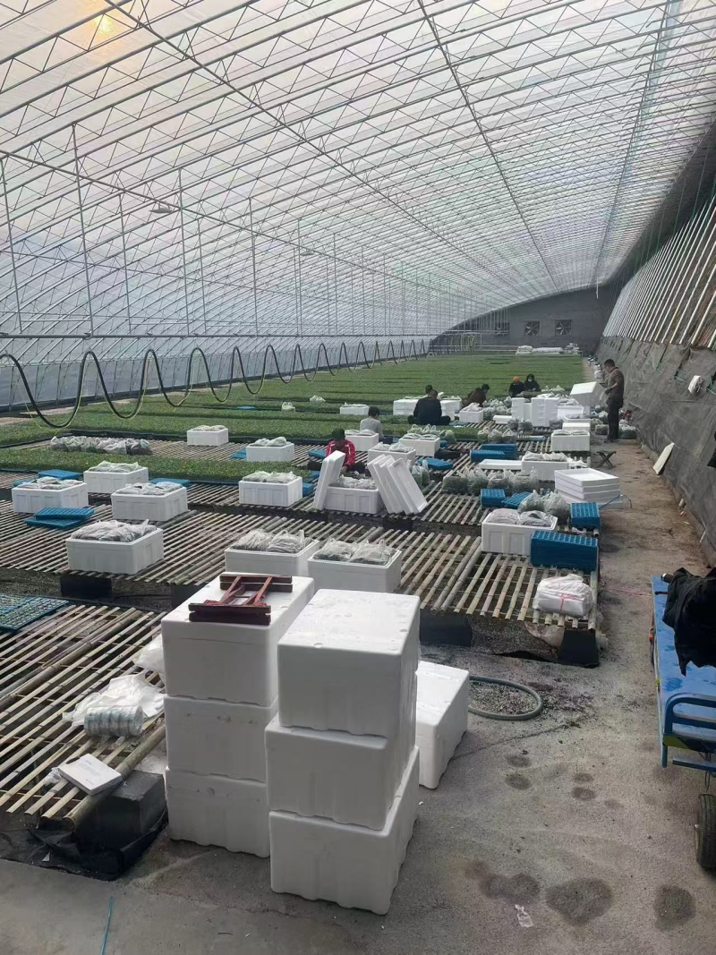 大粉亮粉精品西红柿苗抗病毒高产耐斑萎病毒抗寒耐热寿光产