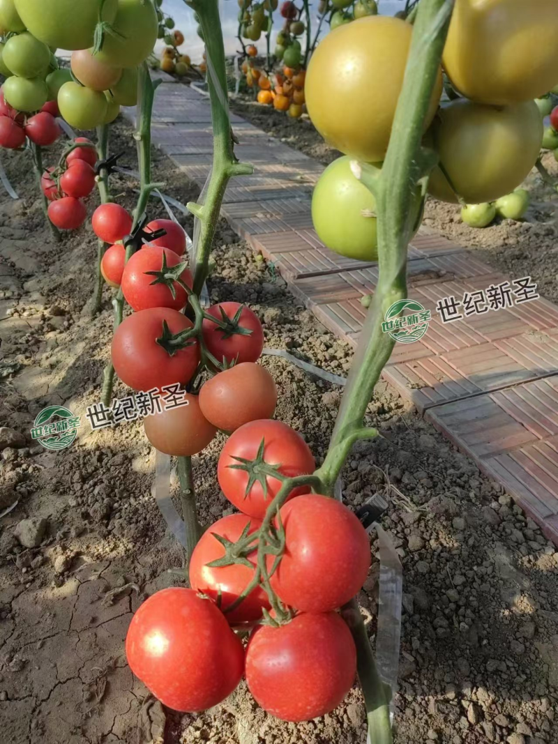 大果番茄苗精品西红柿苗硬粉高产果型好抗病毒抗根结线虫