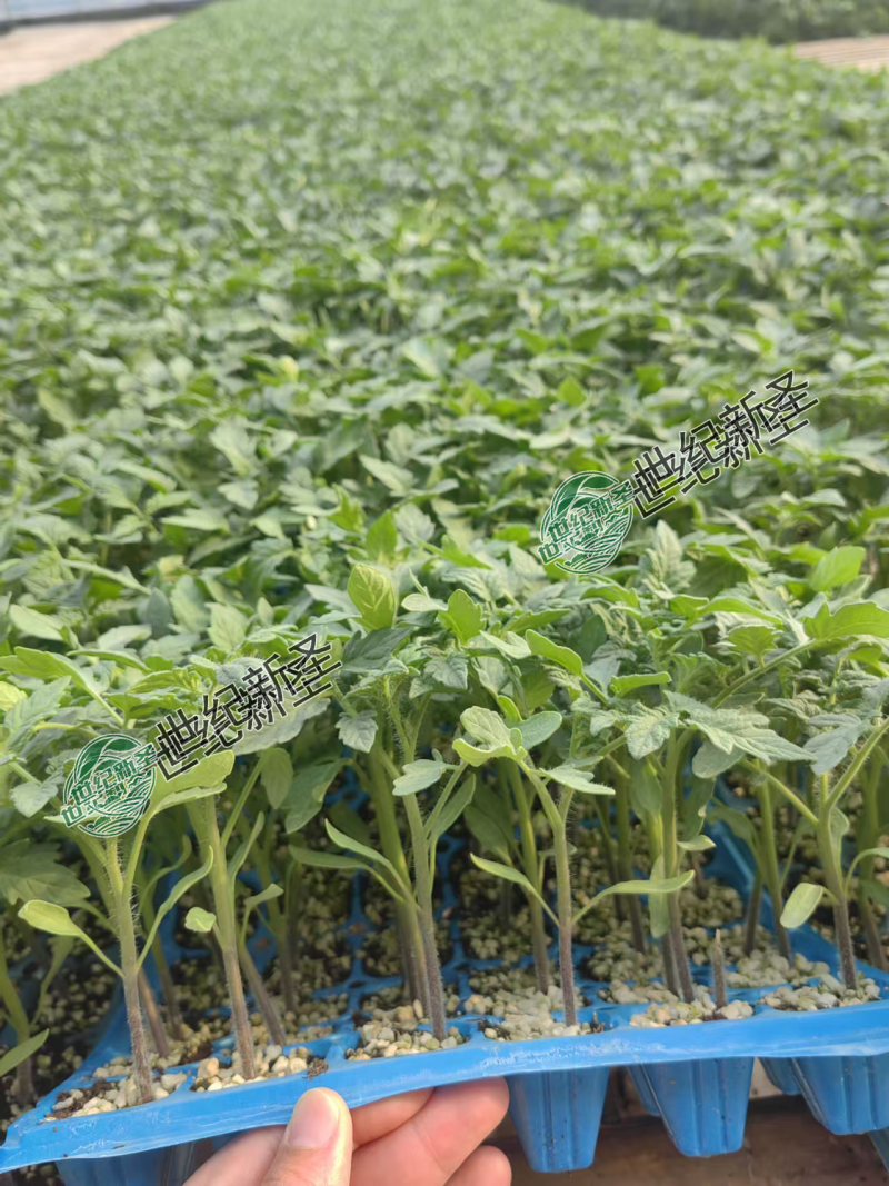 大果番茄苗精品西红柿苗硬粉高产果型好抗病毒抗根结线虫
