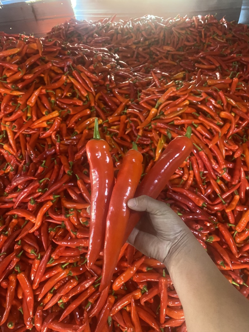 精品红辣椒，芜湖产区，一手货源，保质保量
