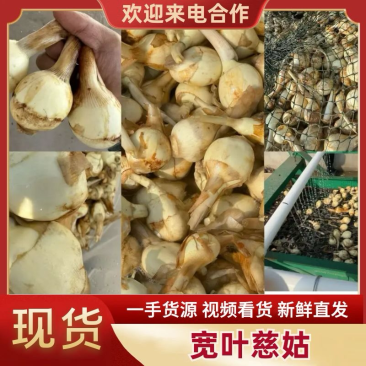 慈菇自产自销，量大，保证质量，价格廉