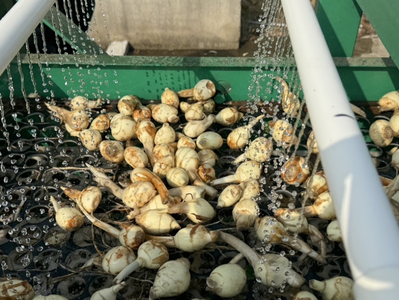 慈菇自产自销，量大，保证质量，价格廉