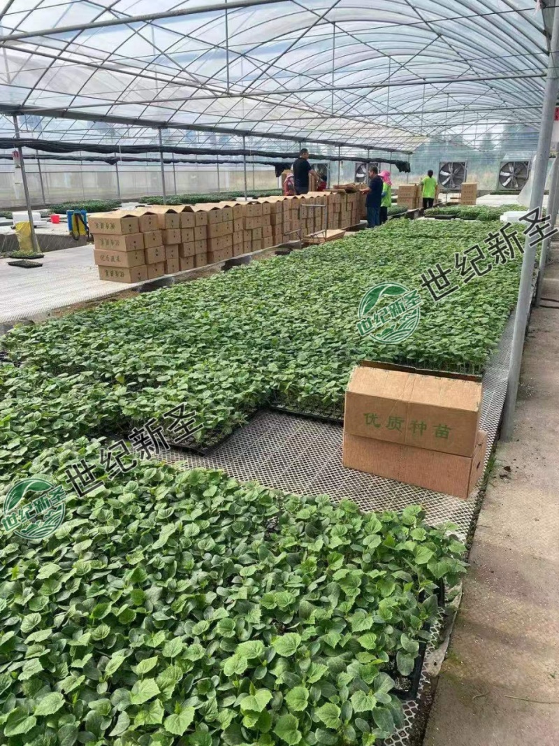 强雌短把密刺嫁接大黄瓜苗抗病毒绿瓤口感佳龙头旺抗早衰高产