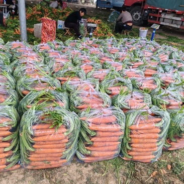 开封沙地半叶胡萝卜大量供应胡萝卜水洗精品胡萝卜