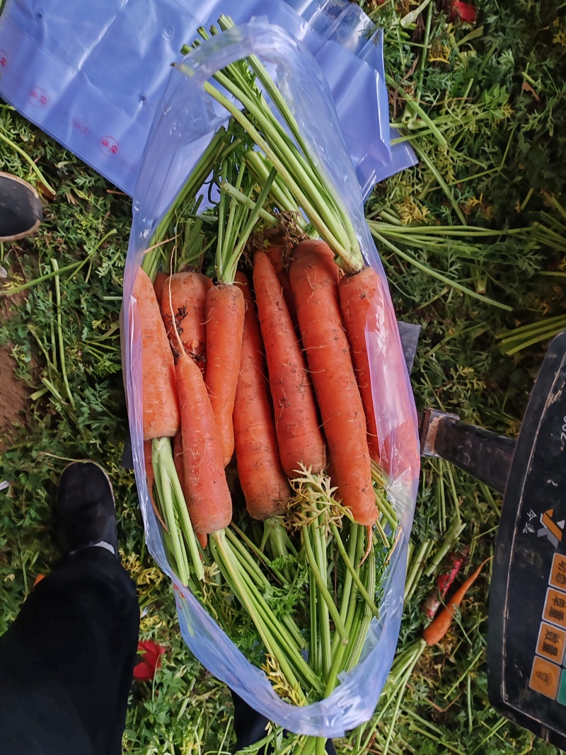 开封沙地半叶胡萝卜大量供应胡萝卜水洗精品胡萝卜