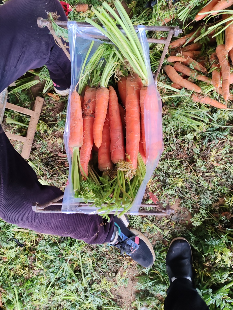 开封沙地半叶胡萝卜大量供应胡萝卜水洗精品胡萝卜