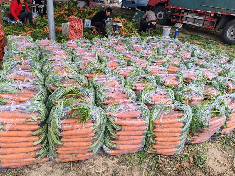 开封沙地半叶胡萝卜大量供应胡萝卜水洗精品胡萝卜