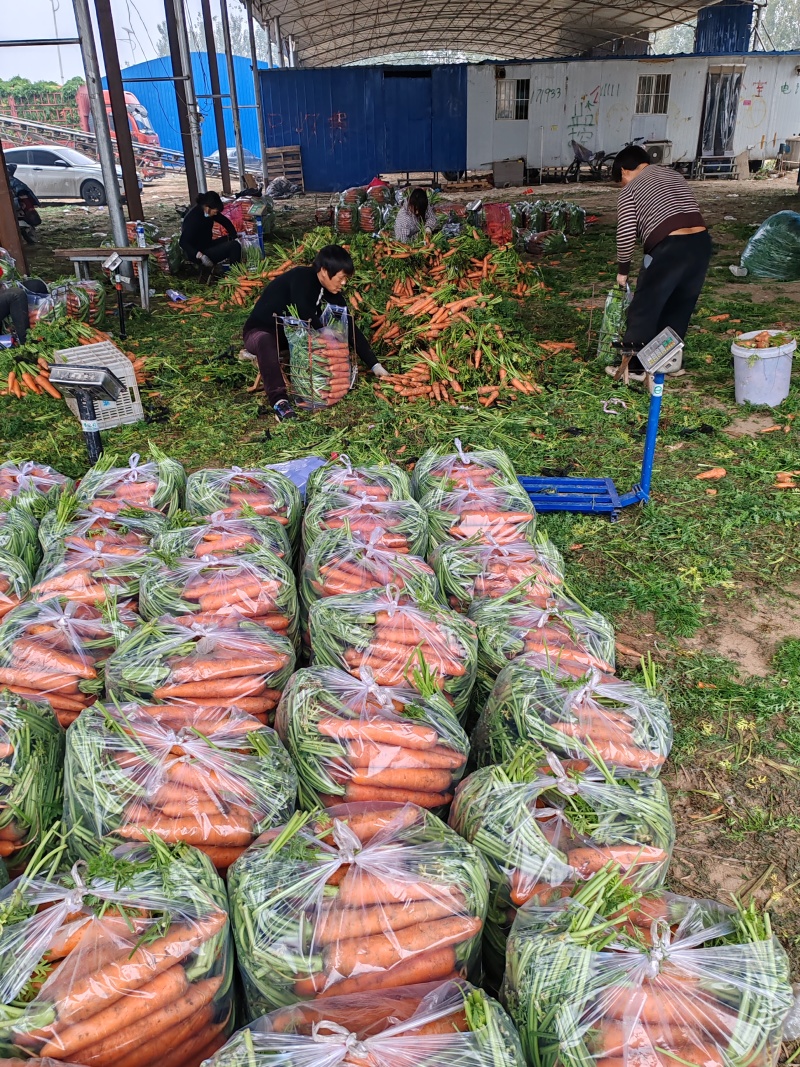 开封沙地半叶胡萝卜大量供应胡萝卜水洗精品胡萝卜