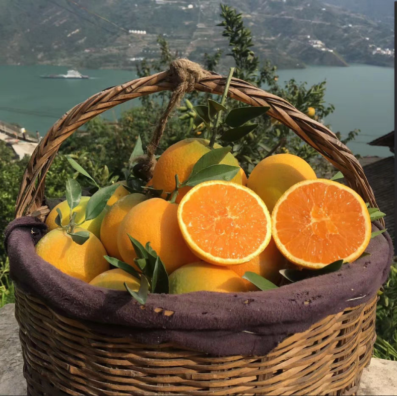 【实力】纽荷尔脐橙湖北秭归纽荷尔橙子产地直发一手货源