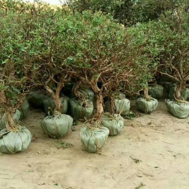 占地用金银花树金银花树苗金银花树金银花树装