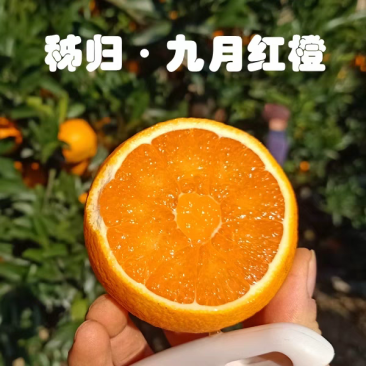 九月红湖北橙子新鲜脐橙产地直发一手货源电商货