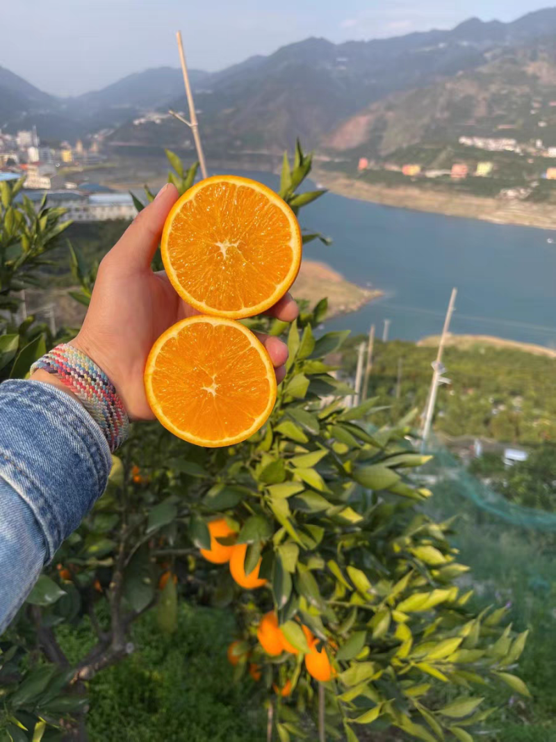 九月红湖北橙子新鲜脐橙产地直发一手货源电商货