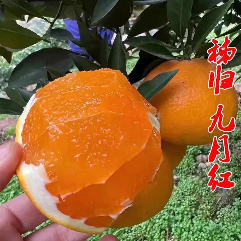 九月红脐橙电商秭归脐橙产地直发一手货源