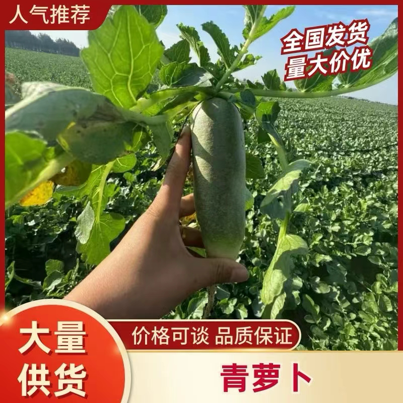 安徽淮南凤台三青水果萝卜，万亩萝卜基地