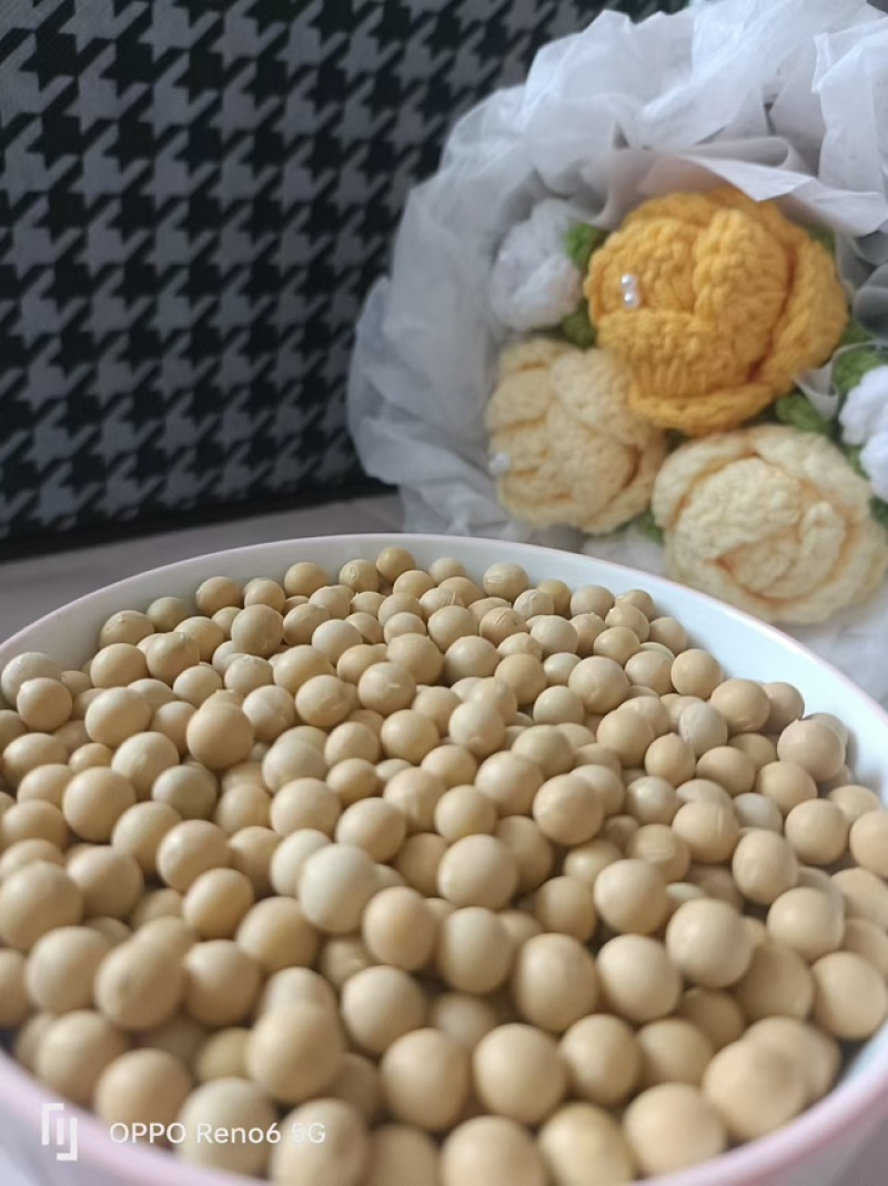 黑龙江高蛋白黄豆，自家种植，无农药化肥，品质保证