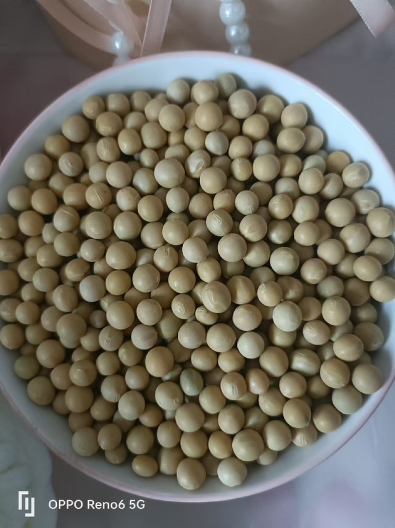 黑龙江高蛋白黄豆，自家种植，无农药化肥，品质保证