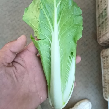 精品小白菜基地直发规格齐全大量上市价格优惠