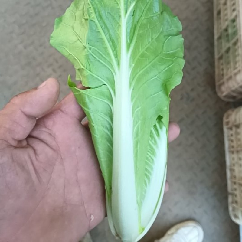 精品小白菜基地直发规格齐全大量上市价格优惠