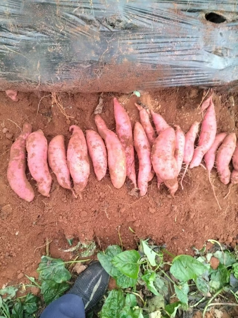 云南优质高山密薯基地直销对接各个平台一件代发