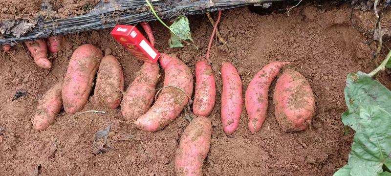 云南优质高山密薯基地直销对接各个平台一件代发