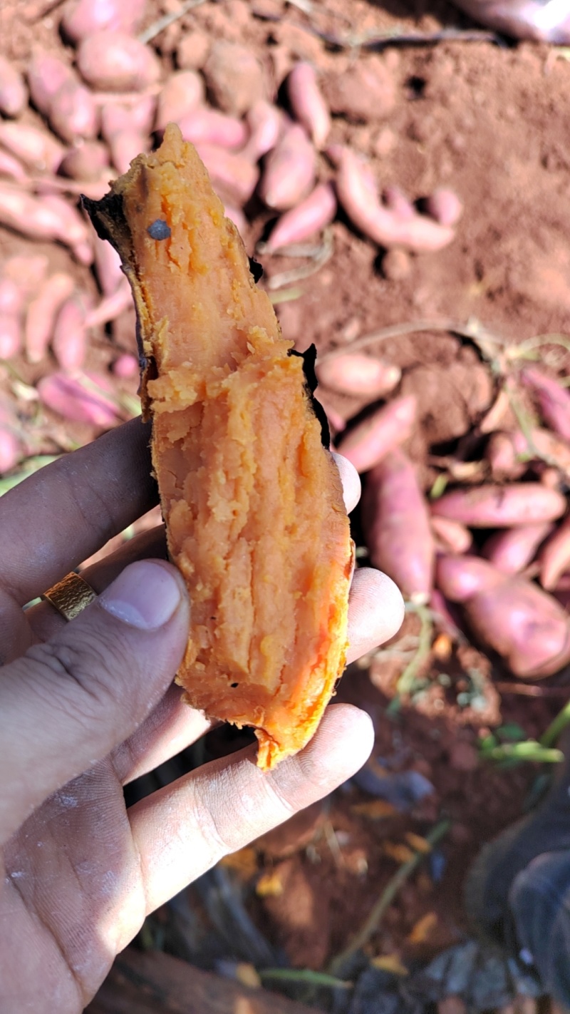 云南优质高山密薯基地直销对接各个平台一件代发