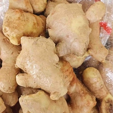 【精品姜母】山东生姜基地直供质量保证货源充足全国发货