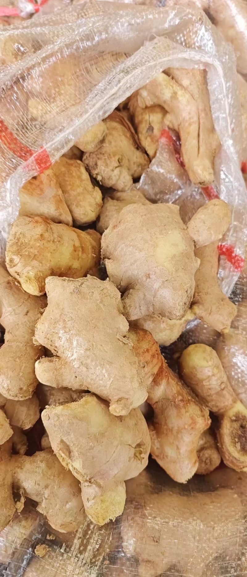 【精品姜母】山东生姜基地直供质量保证货源充足全国发货