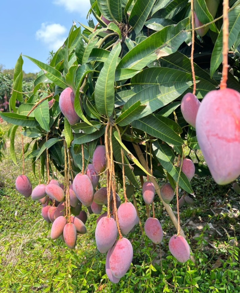 海南芒果贵妃芒产地供应无中间商可视频看货欢迎咨询