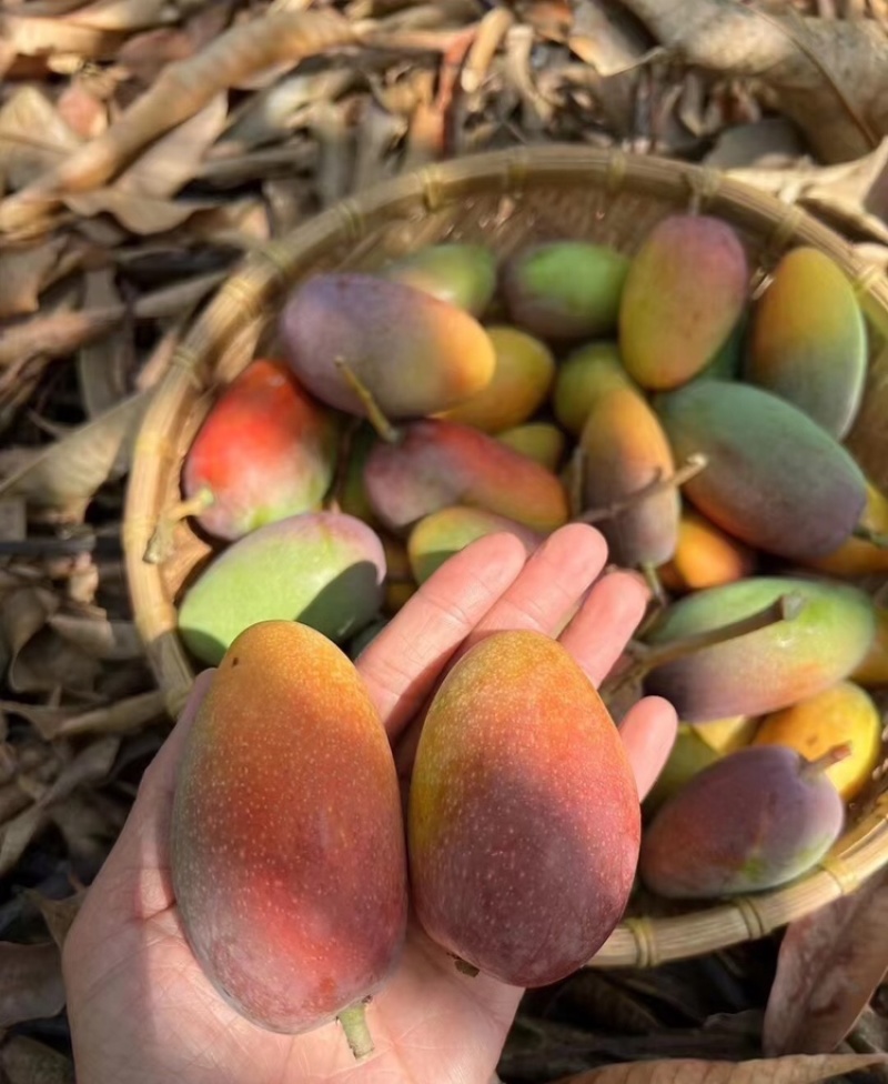 海南芒果贵妃芒产地供应无中间商可视频看货欢迎咨询